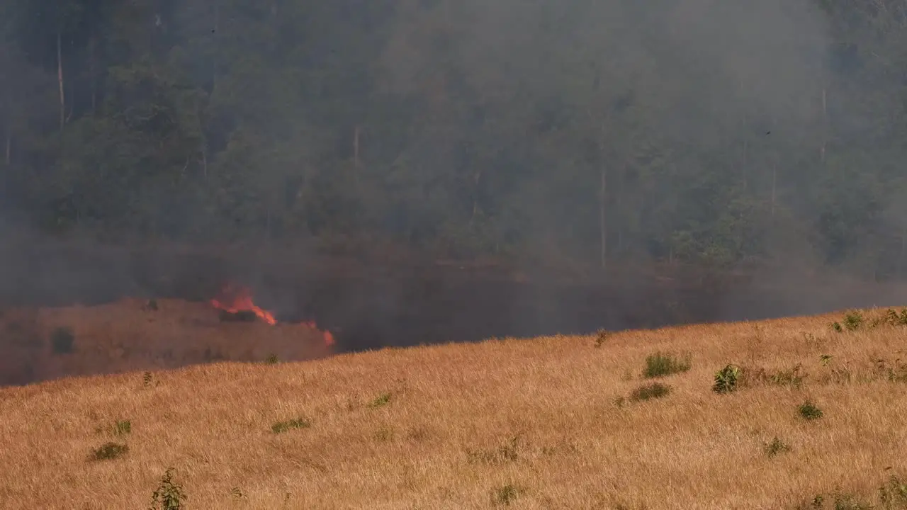 Smokes rising while a big patch at the background already burning controlled or prescribed burning Thailand