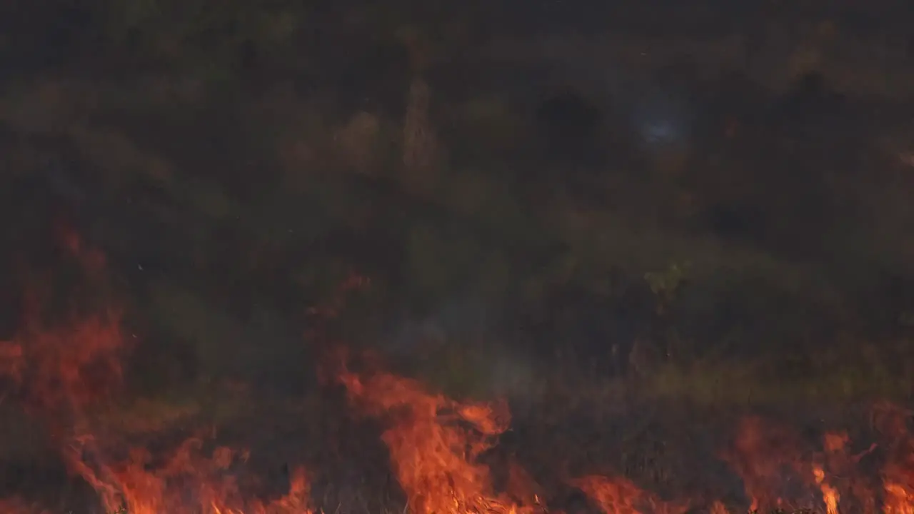 Serious fire with tall flames burning during the summer controlled or prescribed burning Thailand