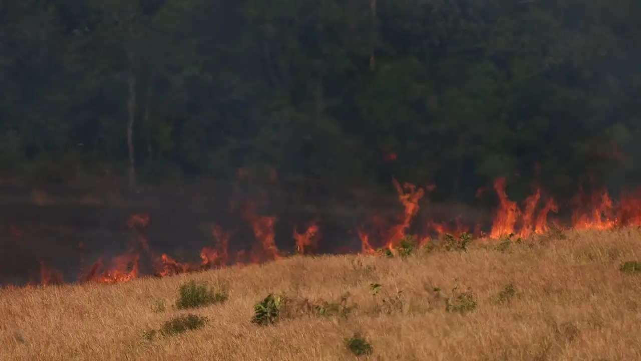 Fire progressing already consumed a large grassland while it is coming up the hill controlled or prescribed burning Thailand