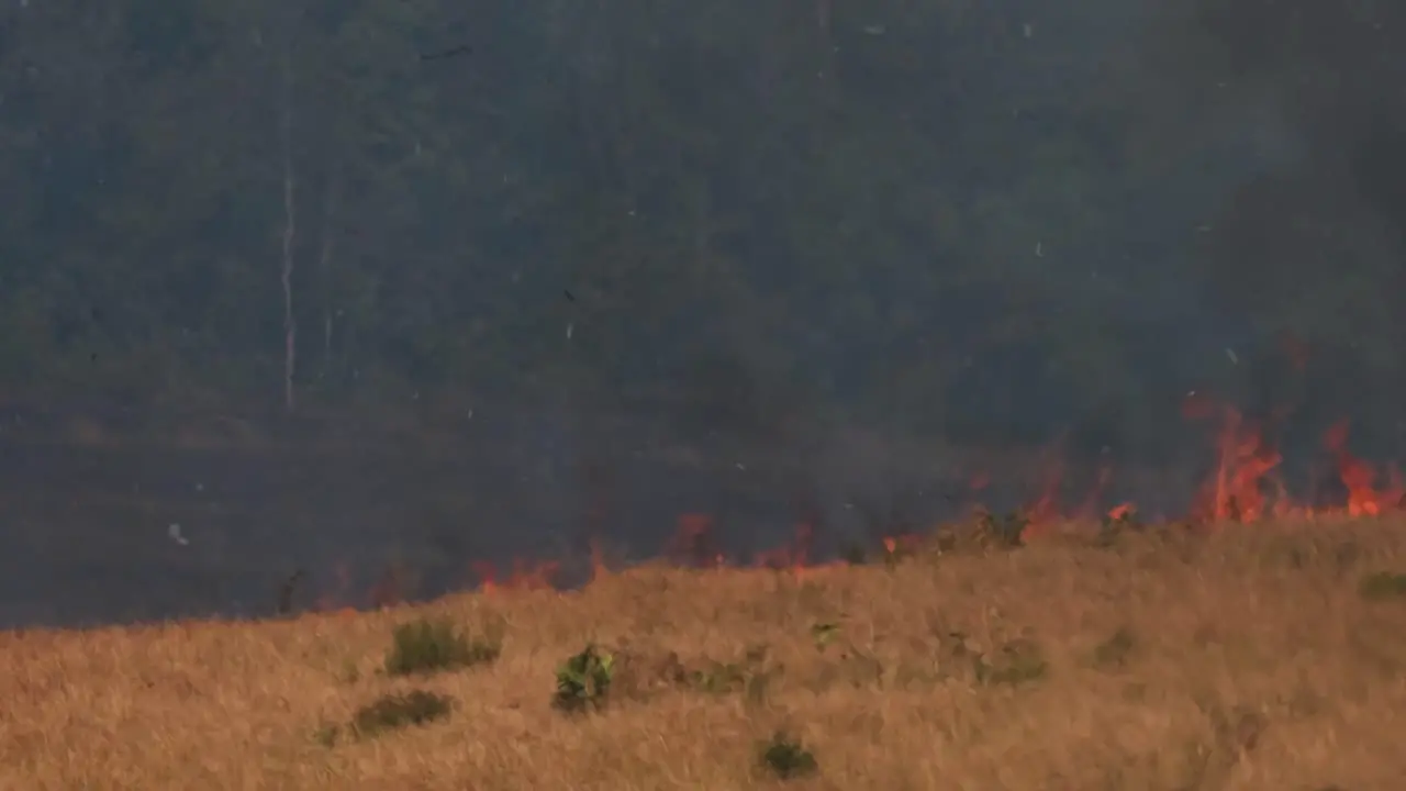 Fire consuming a grassland and then coming up the hill while black smoke arises controlled or prescribed burning Thailand