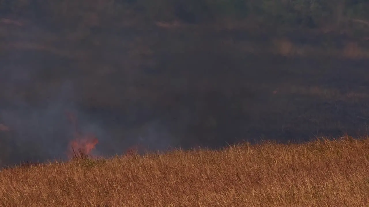 A long footage of fire coming up the hill consuming dried grass on its path controlled or prescribed burning Thailand