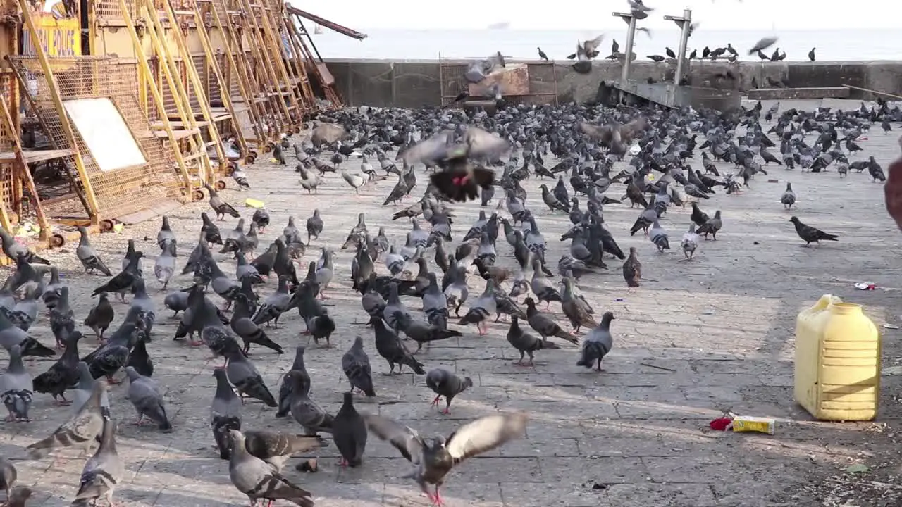 Pigeons Get Together in Mumbai