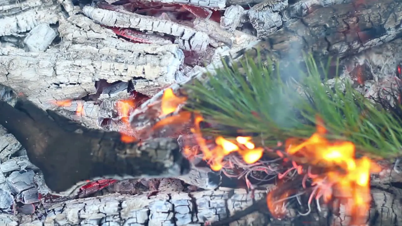 Pine branch burn in campfire Closeup Branch of evergreen tree burns in fire