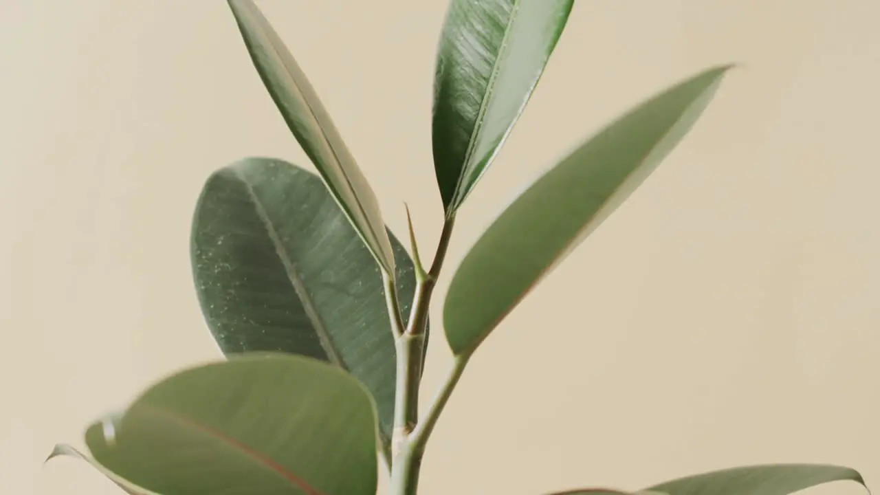 Close up of green leaves on white background with copy space in slow motion