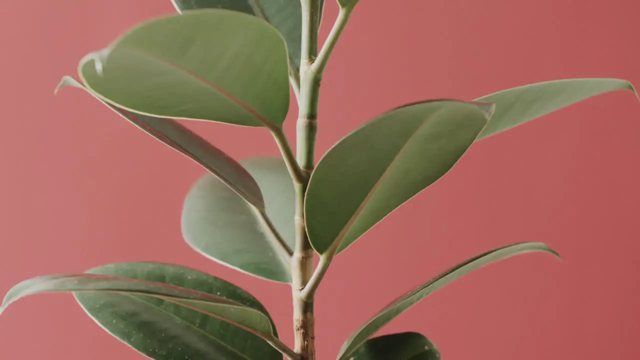 Close up of green leaves on pink background with copy space in slow motion