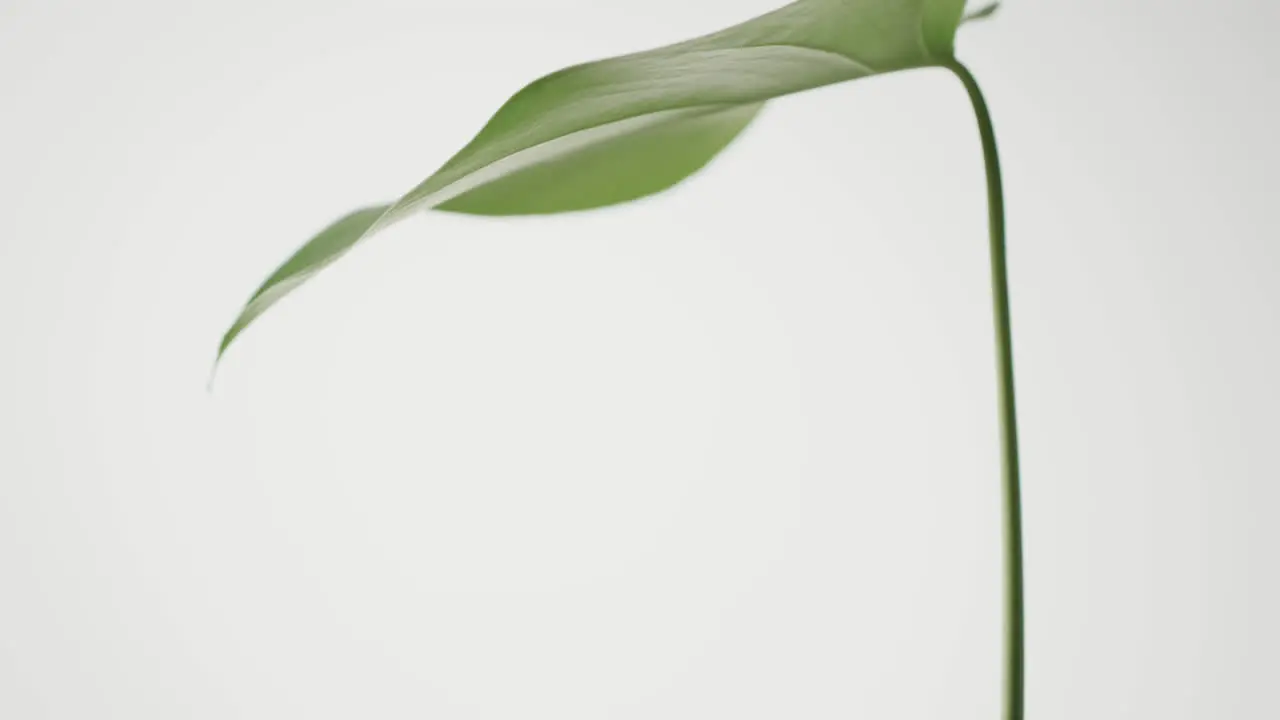 Close up of green leaf on white background with copy space in slow motion