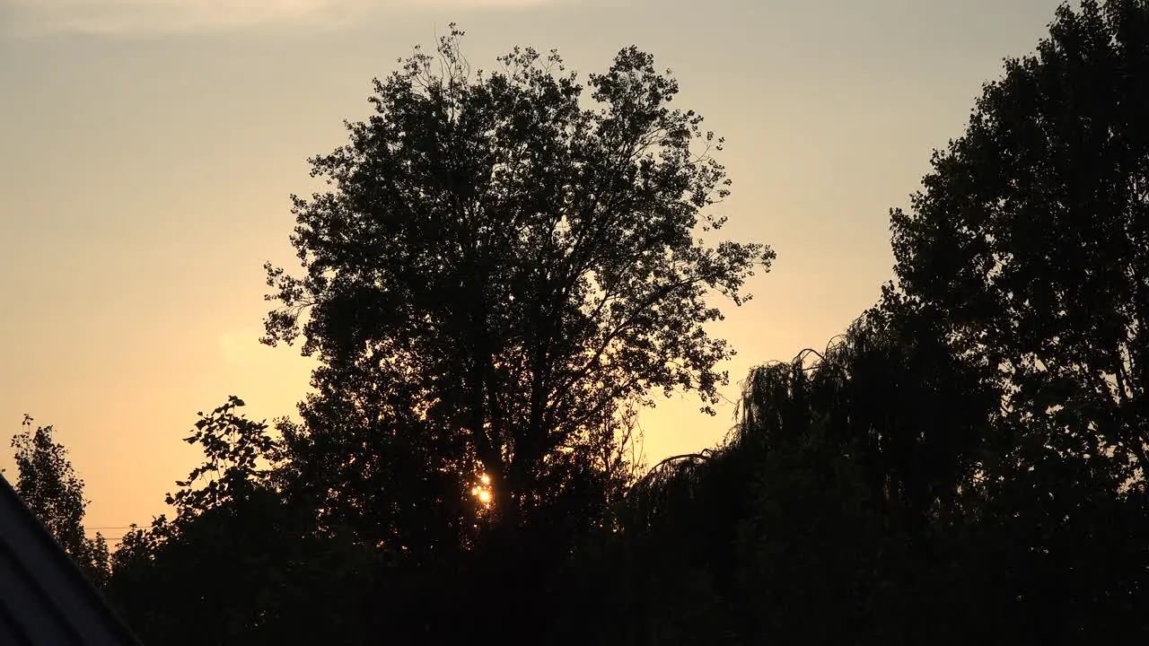 Italy Setting Sun Through Tree