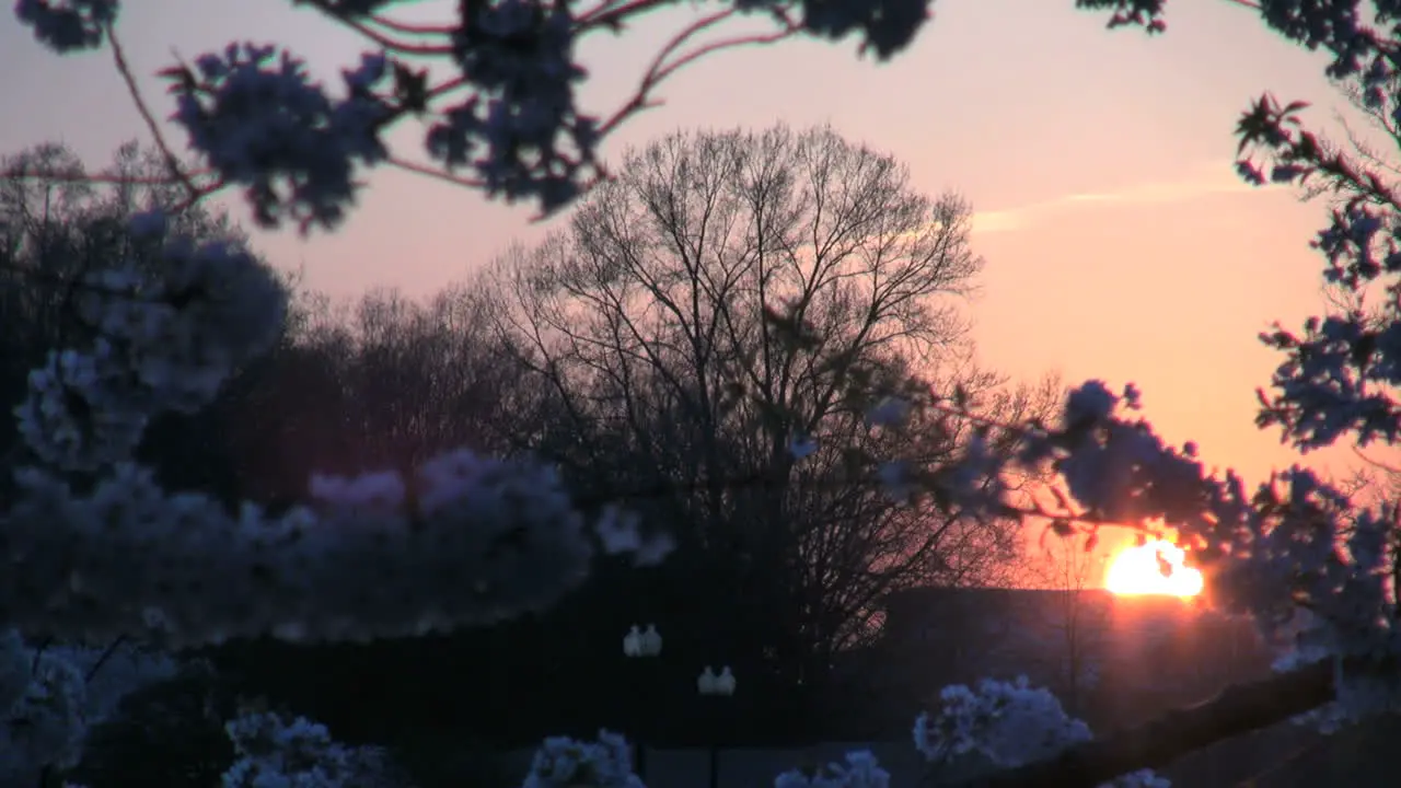 Cherry blossoms and sun