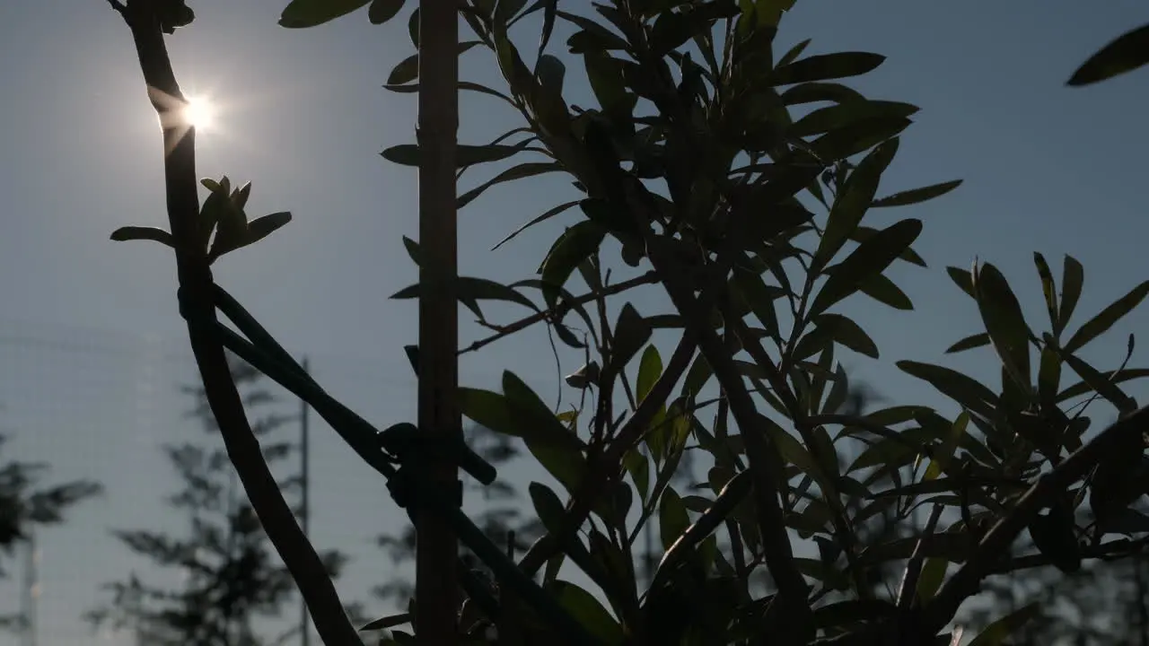 Silhouette Of An Olive Tree Backlit Sunlight During Sunset