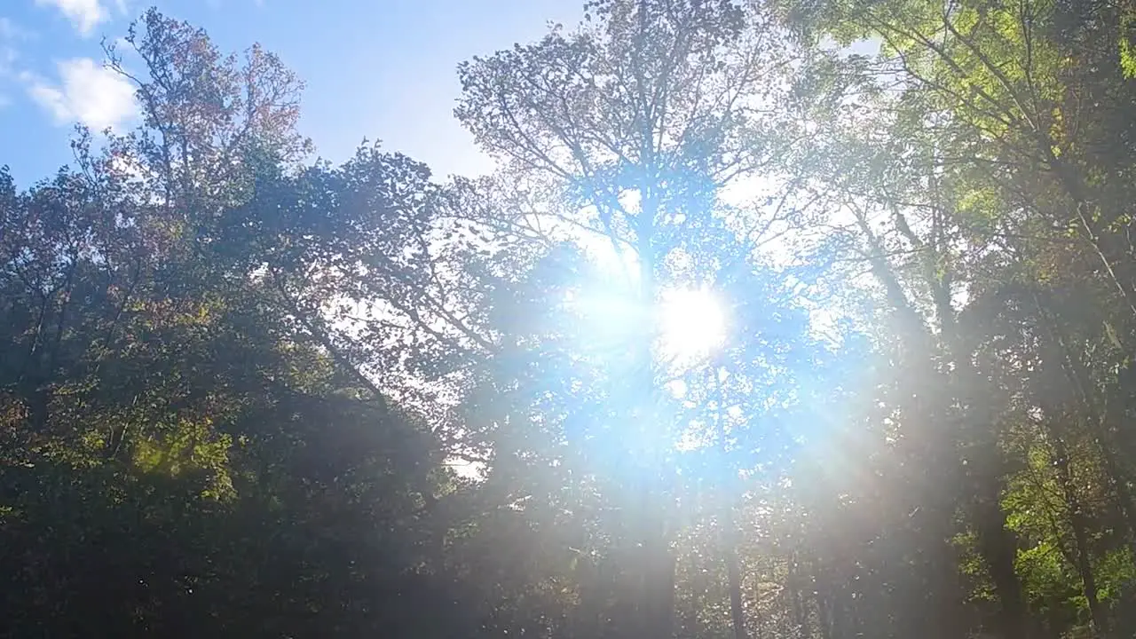 Slow Motion Sun Flare Through Trees with Blue