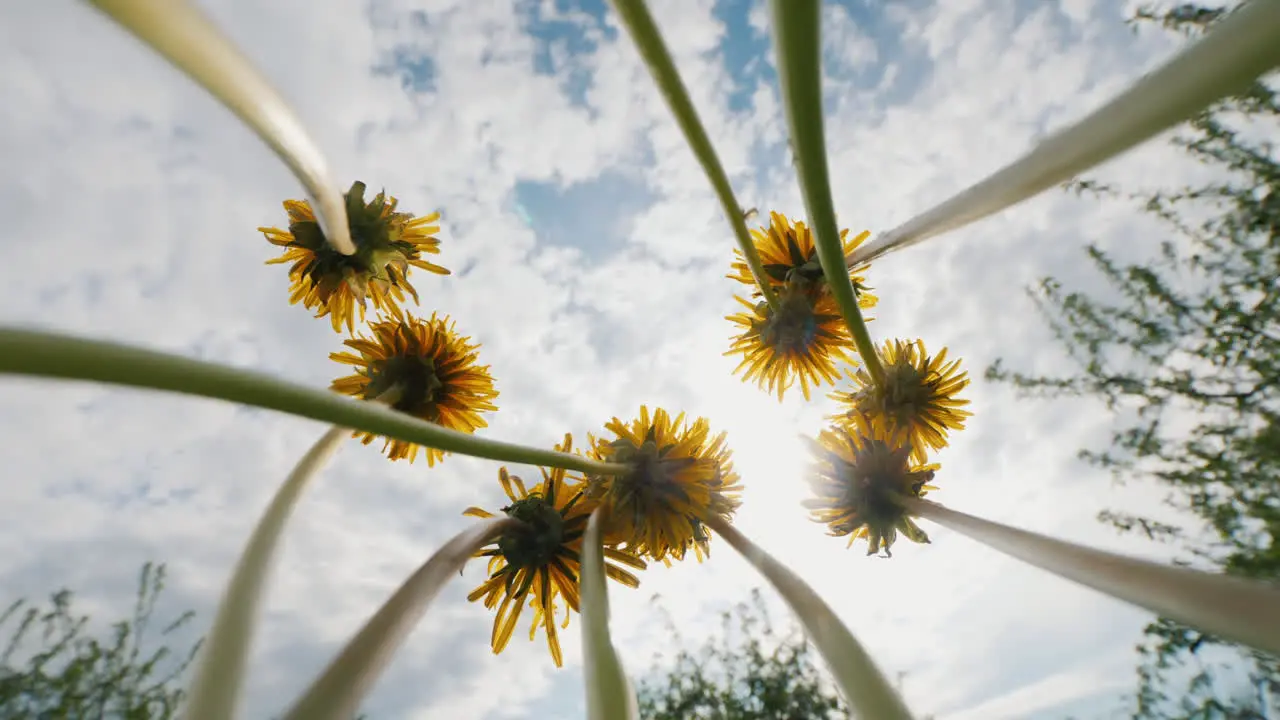 A Bouquet Of Blowers Rotates Against The Sky And The Sun