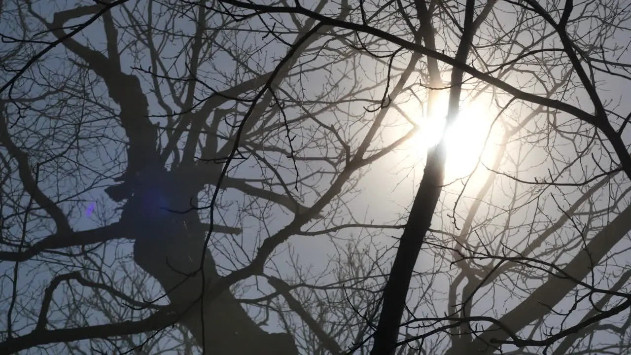 Sun Shines Through Leafless Branches