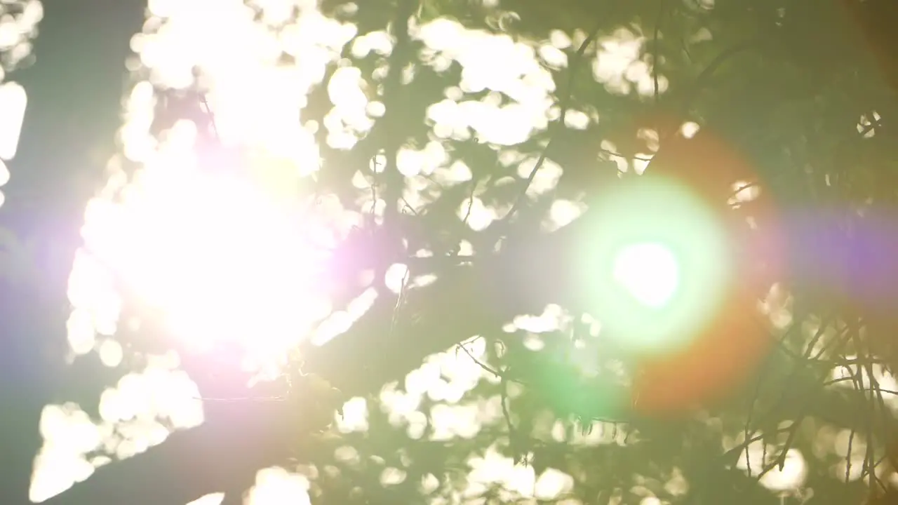 Sunlight Through Leaves Lens Flare