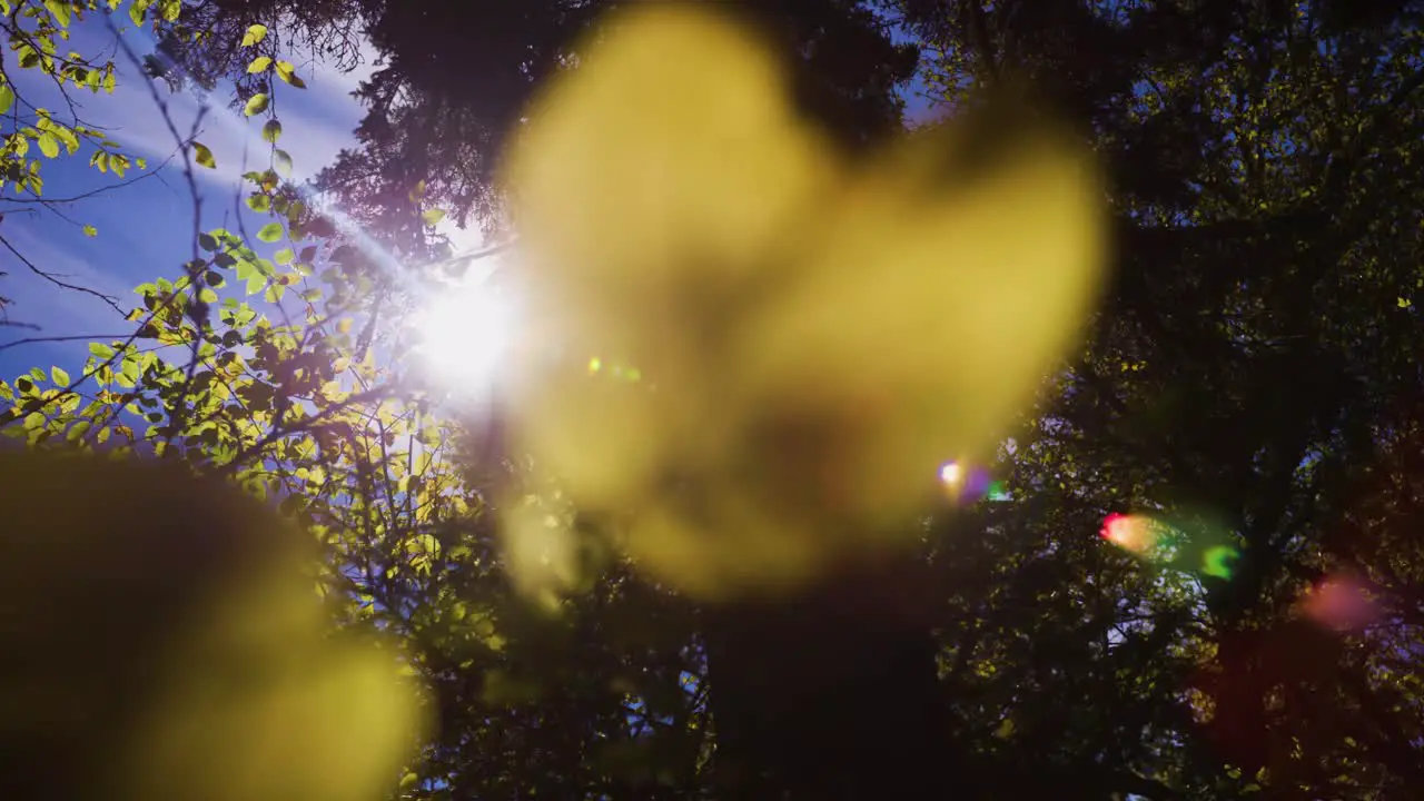 A leaf under a lens flare in autumn