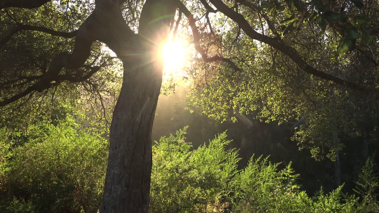 California bright sun beyond tree