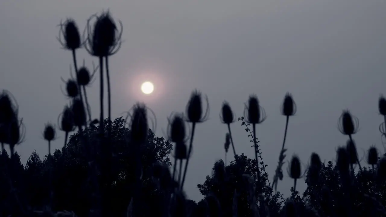 Cold sun and weeds