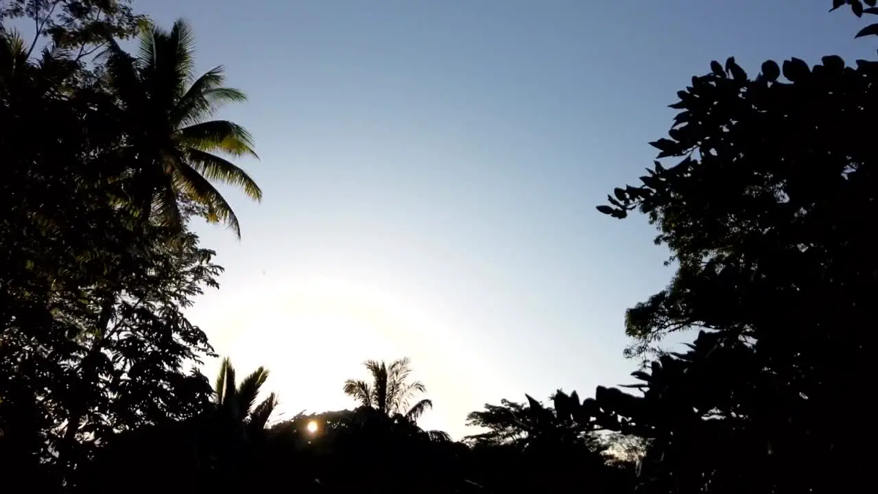 A full sunset time lapse in a garden with tall trees silhouetted against the light