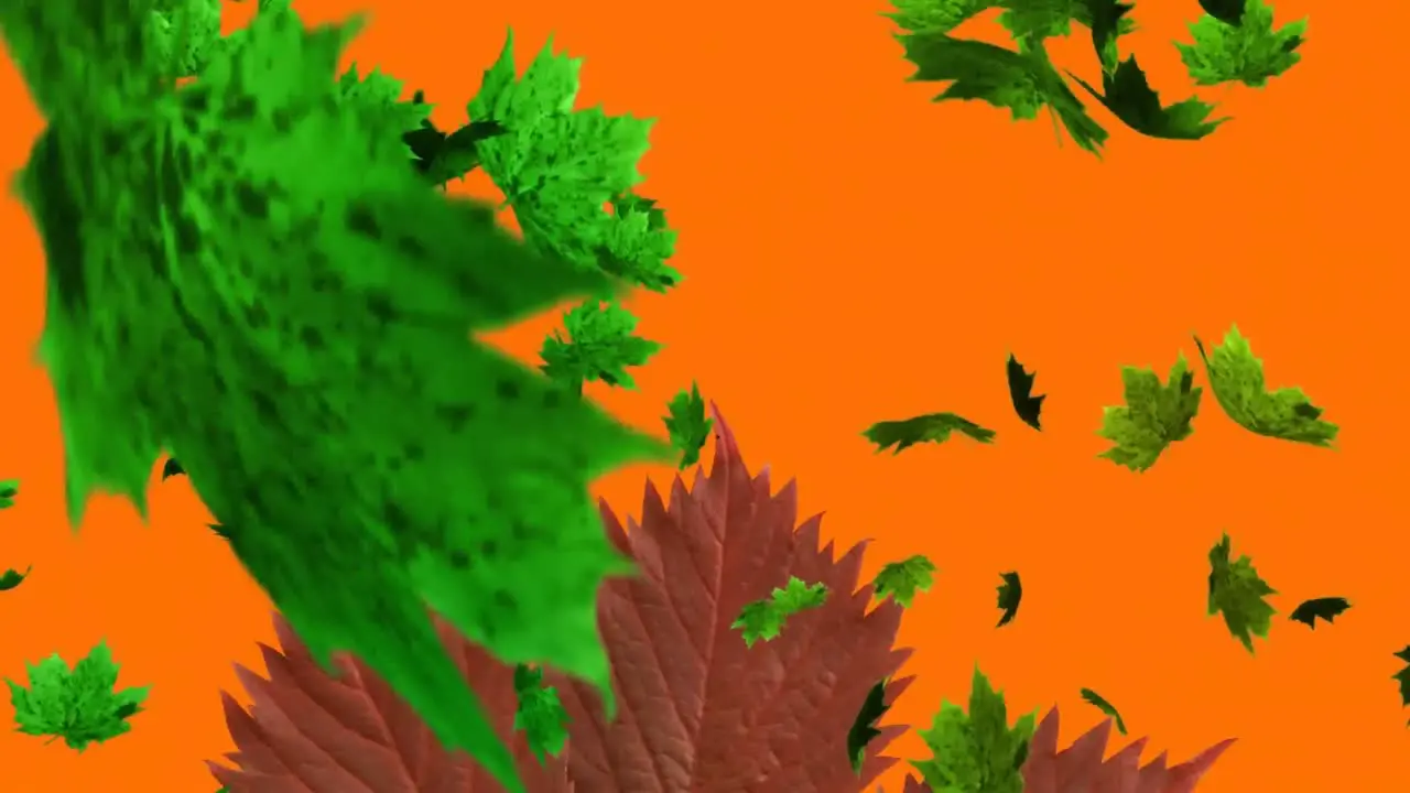 Animation of green maple leaves falling over dry maples leaves against orange background