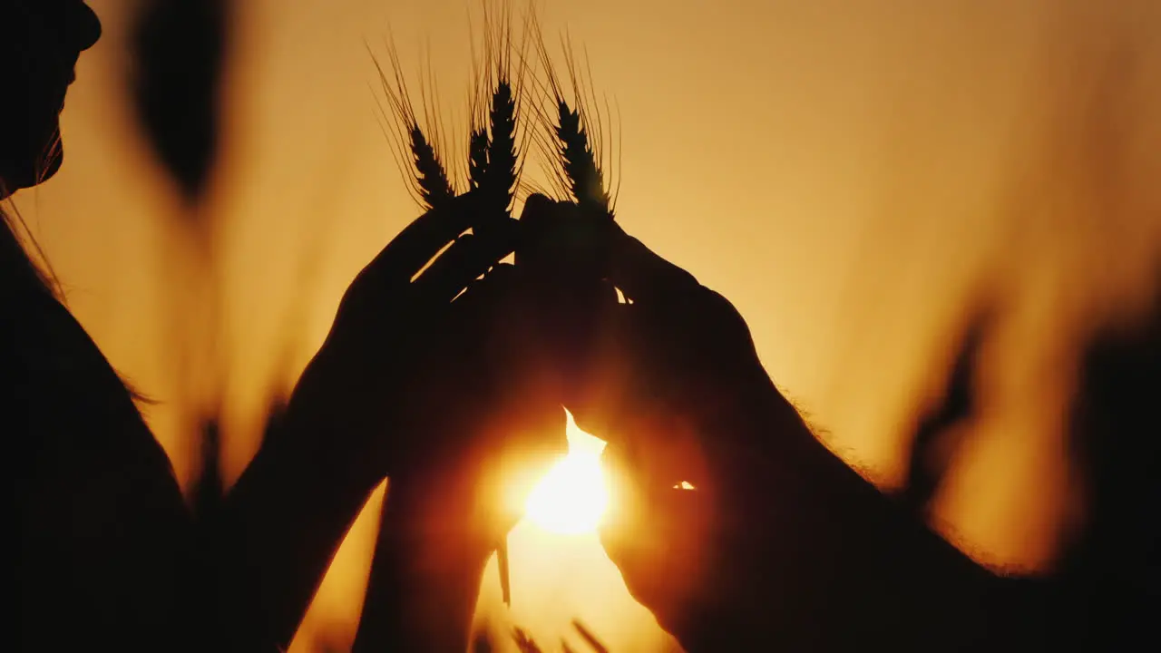 Hands Of Two Farmers Hold Ears Of Wheat Study The Grain On The Field Close-Up Shot