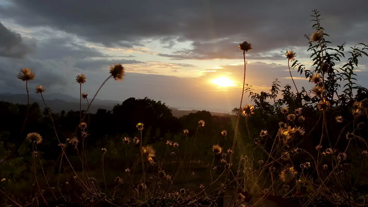 Colourful autumn golden pastel sunset with seeding wild flowers in forefront from the hills overlooking ocean with a epic dramatic cloudy sky