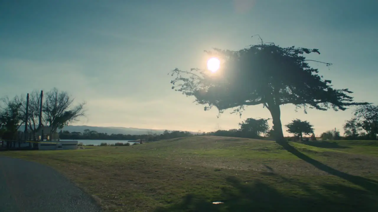 Silhouetted tree with sun showing behind and beautiful sky