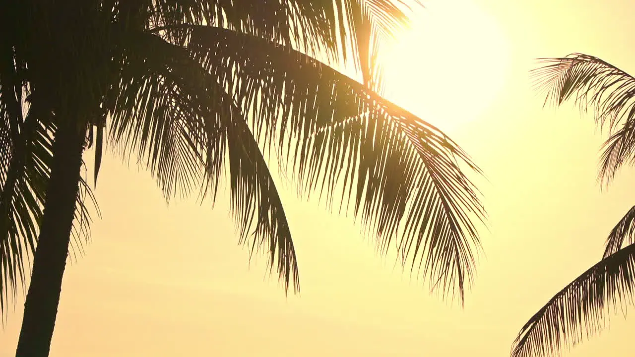 Serene Tropical Scenery Evening Sun Rays Goes Through Coconut Trees