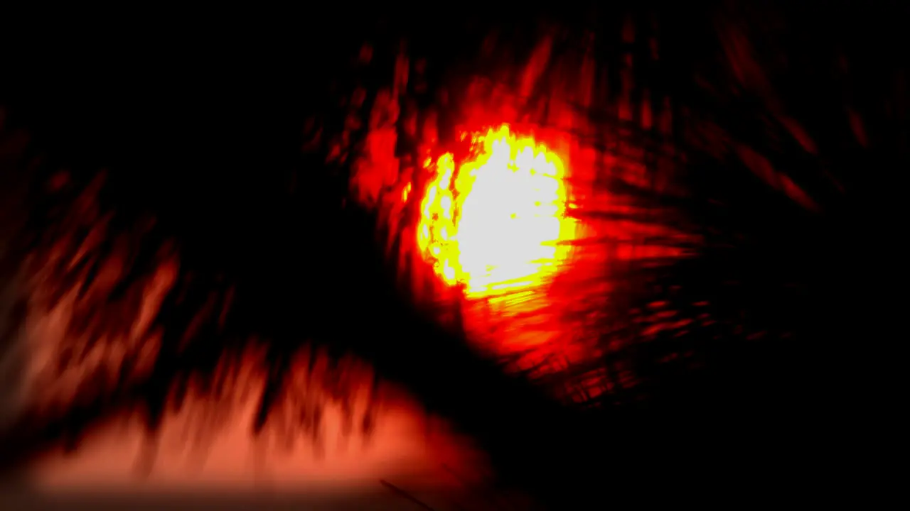 Glowing sun shines through pine needles zooms out dark vision