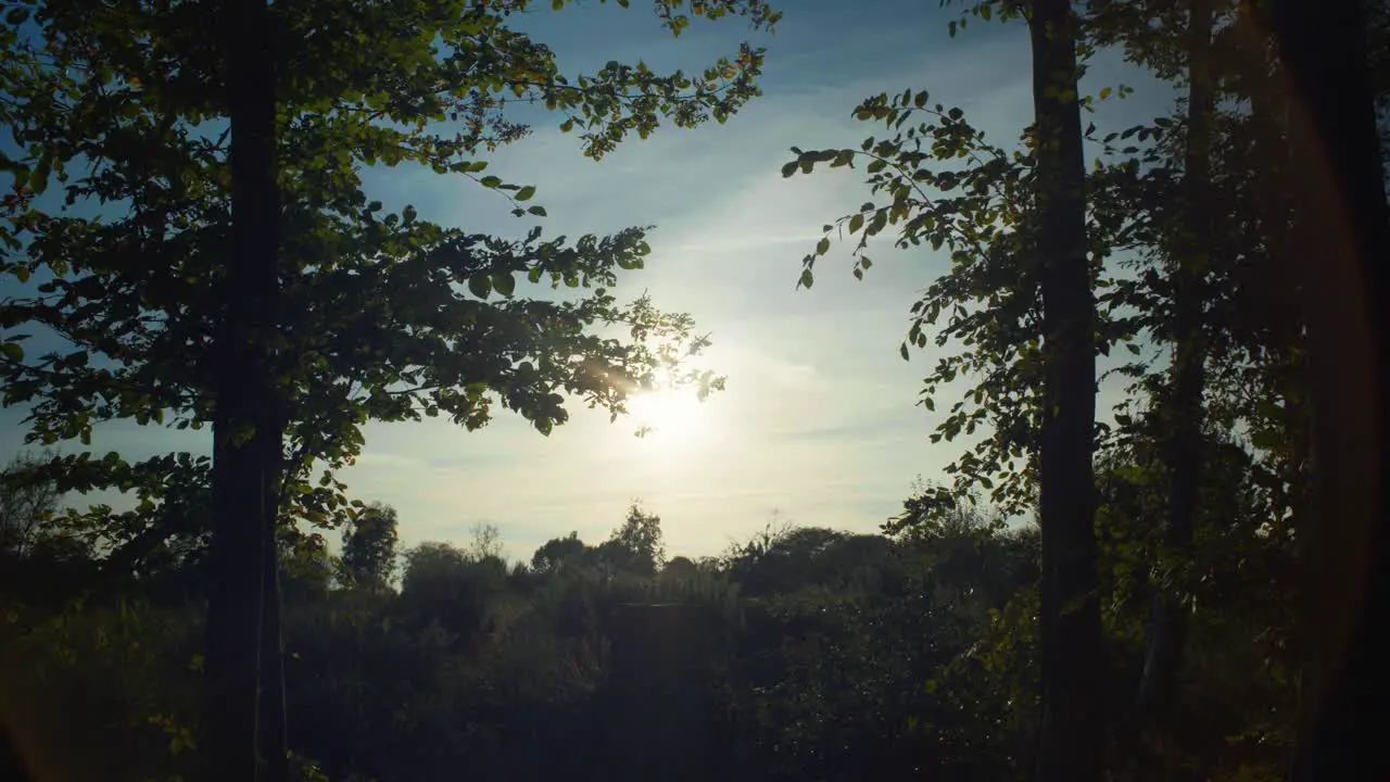 4K cinematic landscape shot of a forest against the sun