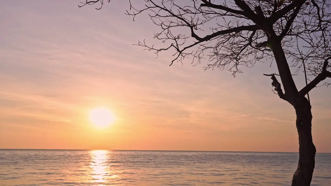 Silhouette of Tree Without Leaves near the Sea at golden sunset sun reflection in sea water surface in Italy