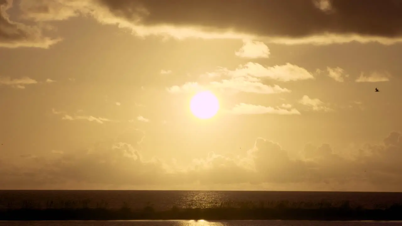 warm and tropical beach ocean sunset with bird silhouettes flying