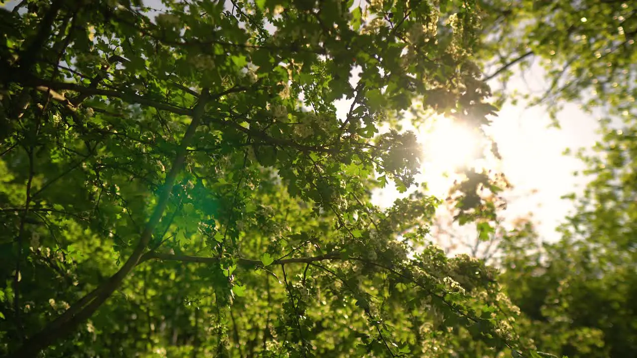 blooming branches with sun peaking through the green leaves