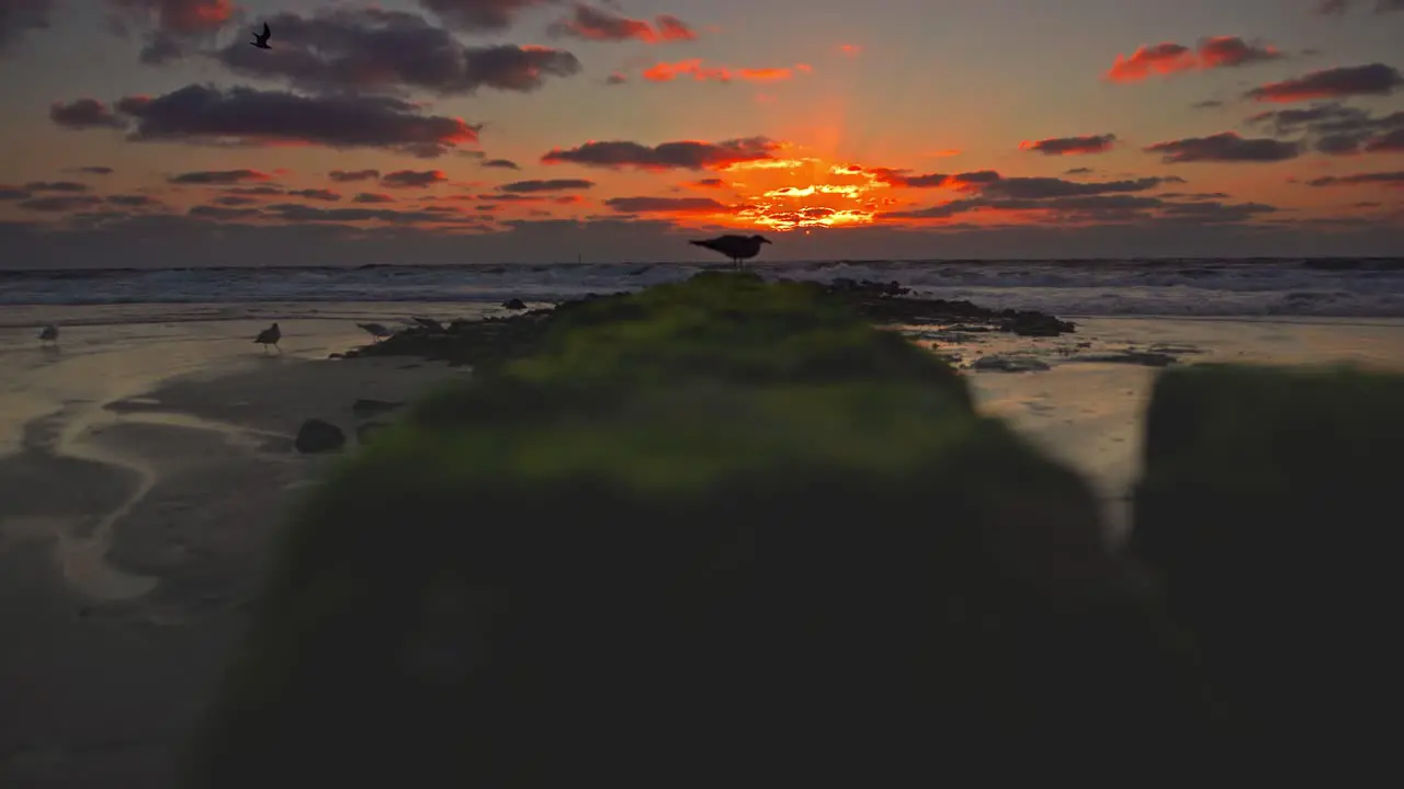 A seagull is sitting on a groyne at a beach and in front of a red sunset filmed in 4K from a lower position