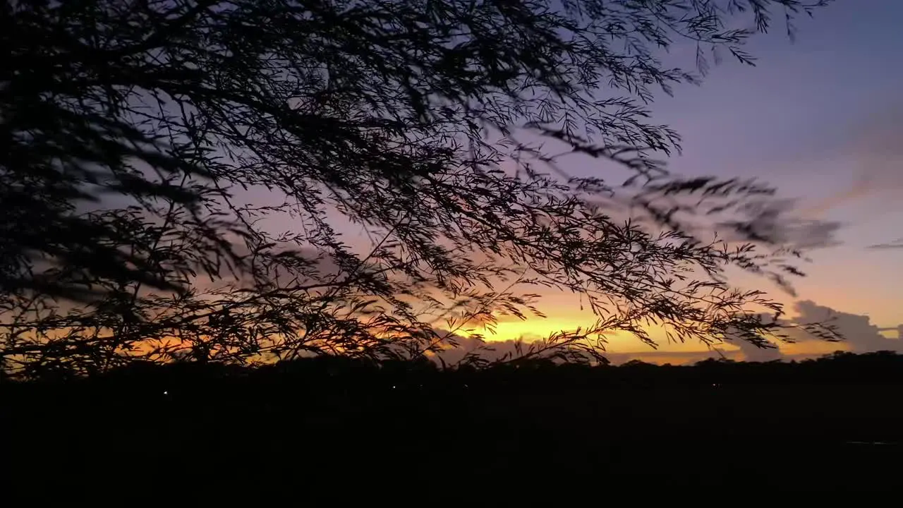 Windy Tree Branches Silhouette With Orange Sunset Sky Background