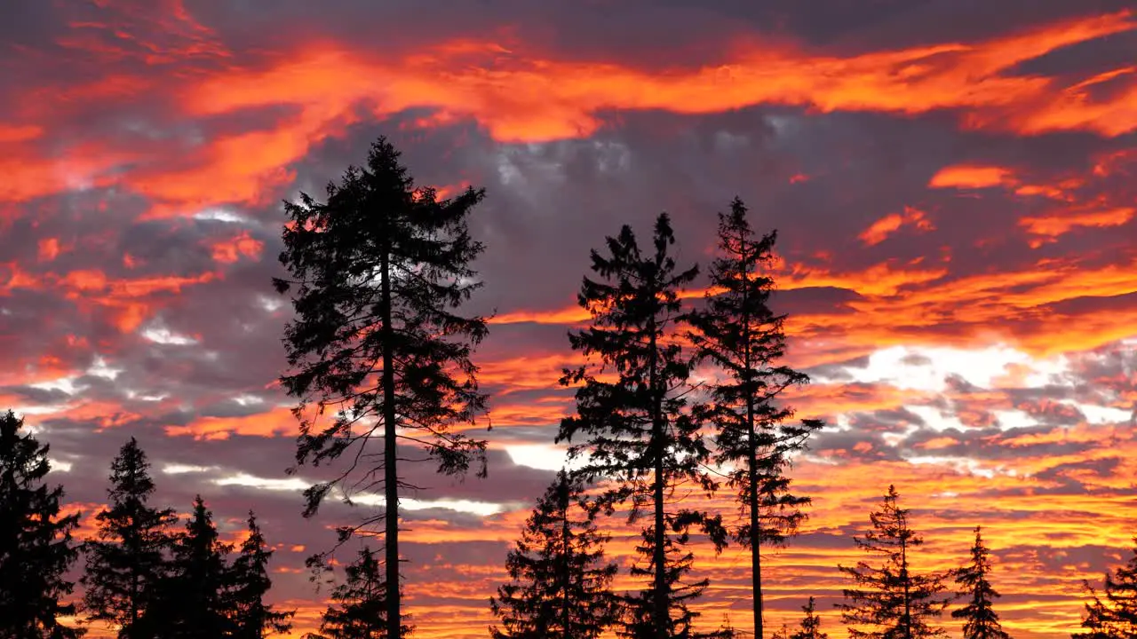 Beautiful orange tinted Sunset in forrest Harz National Park Germany static