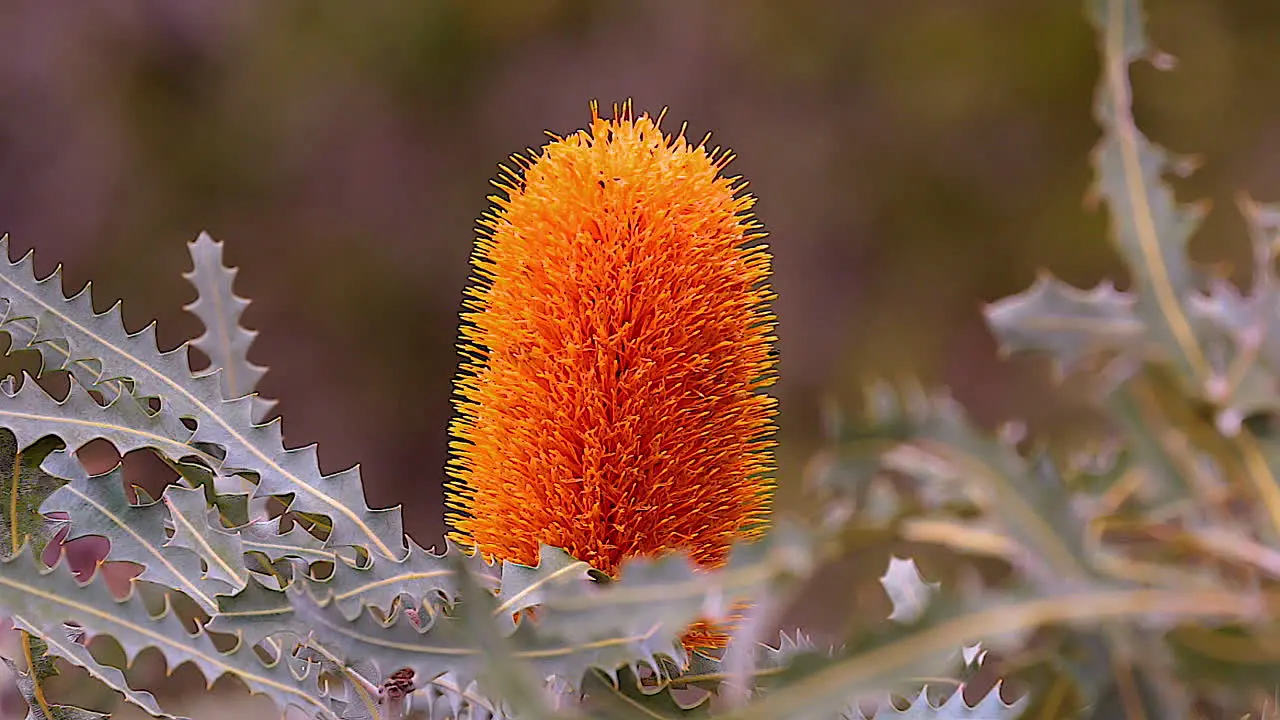 The orange banksia flower blooms in Australia 1