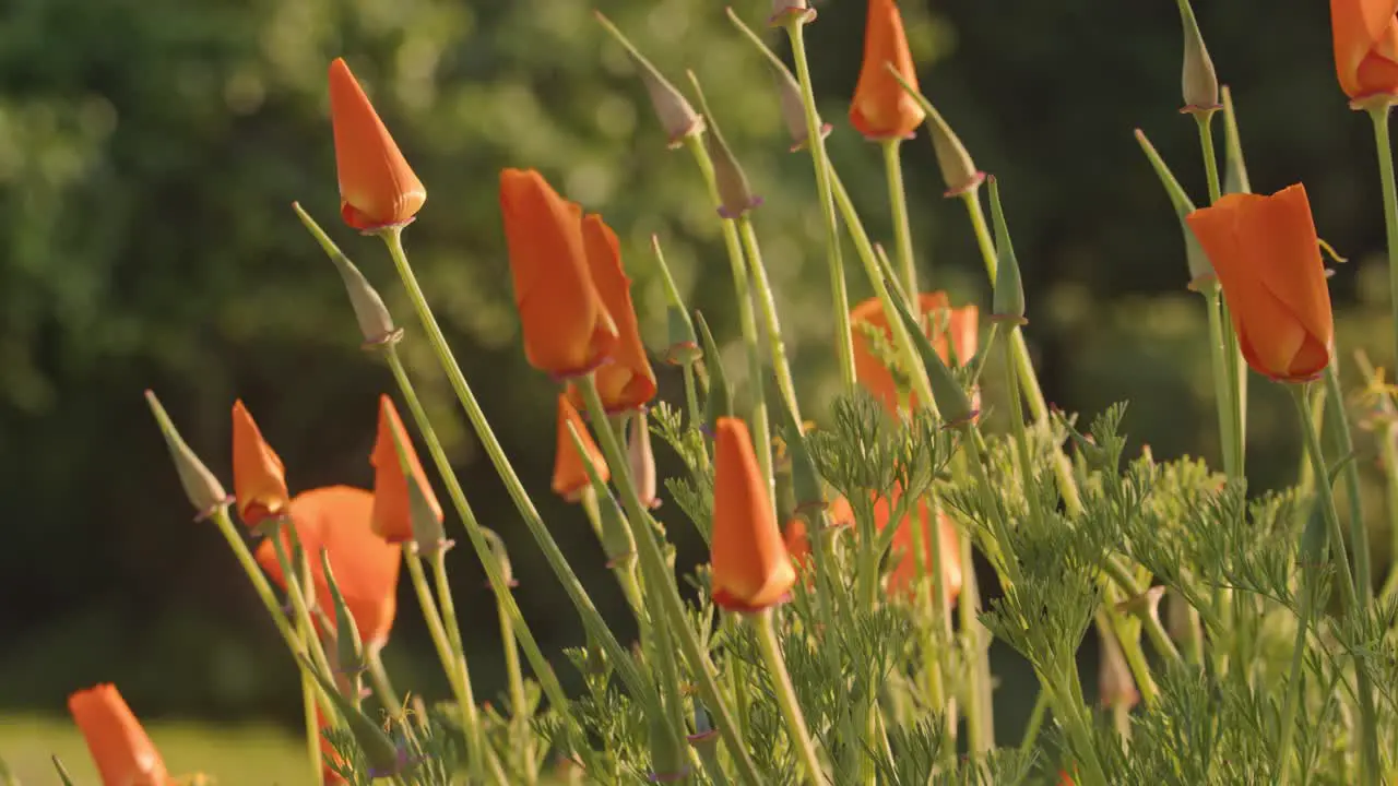 Unopened iceland poppy plant in garden