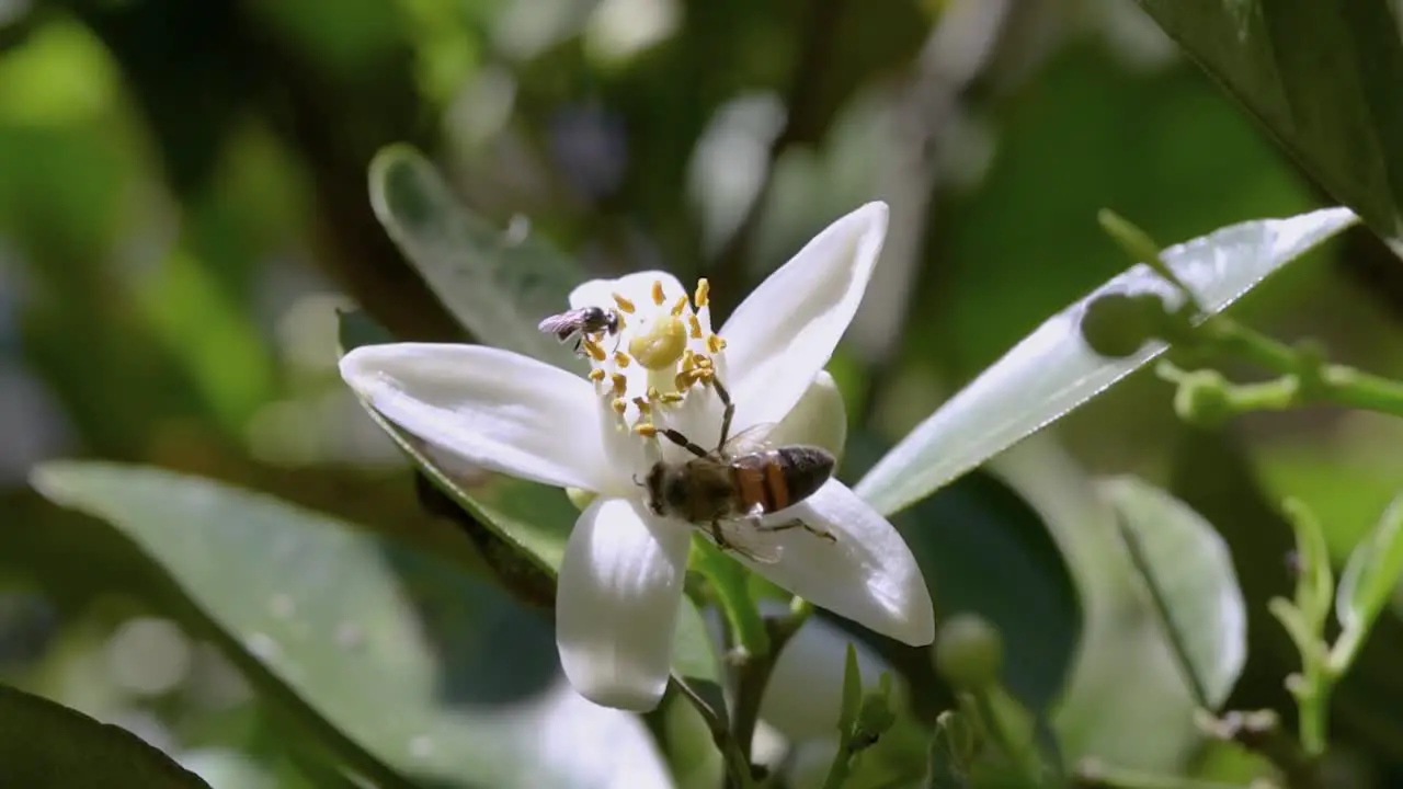 Sweet orange blossom pollinated by two bee species