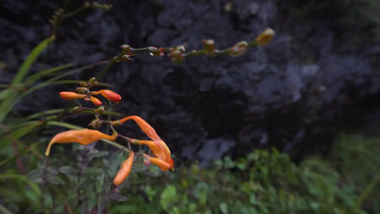 Orange Wildflower Montbretia on rainy day in front of black stone wall