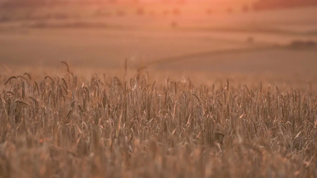 Barley Crops in the an Evening Sunset