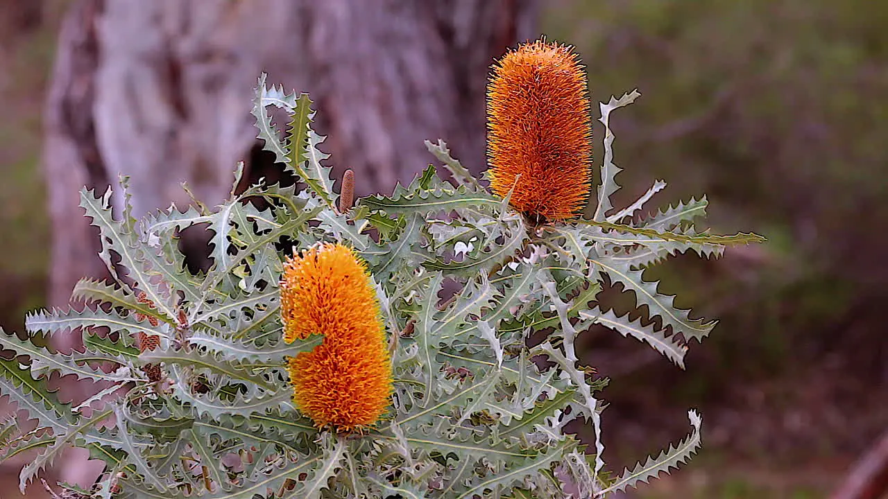 The orange banksia flower blooms in Australia