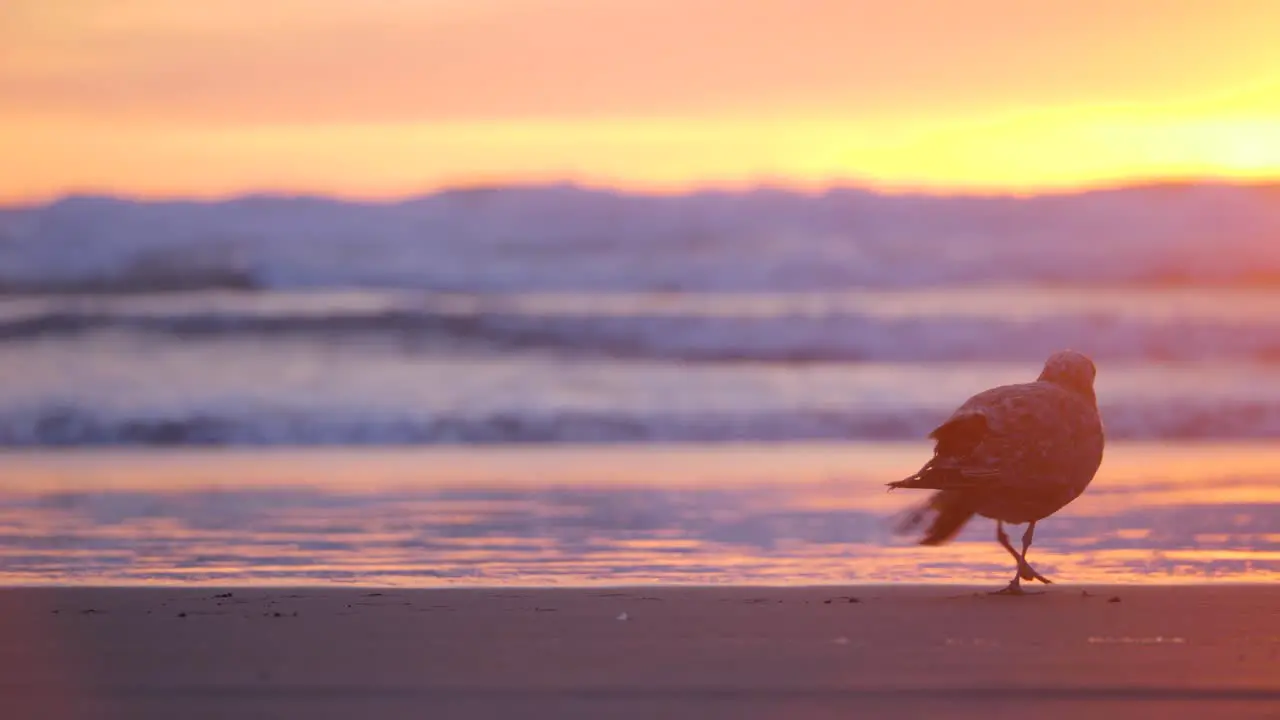 Slow motion telephoto shot of a seagull walking along ocean waves in beautiful sunset