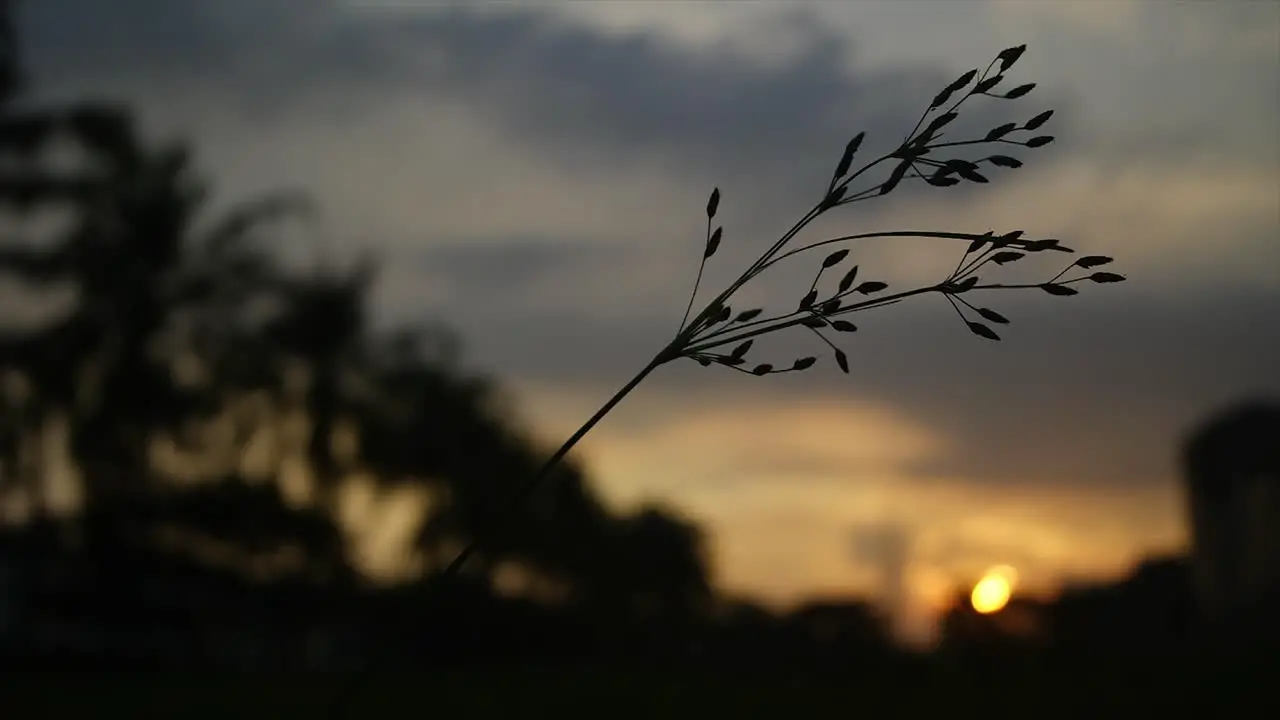 sunset blur with the foreground a blade of grass blown by the wind