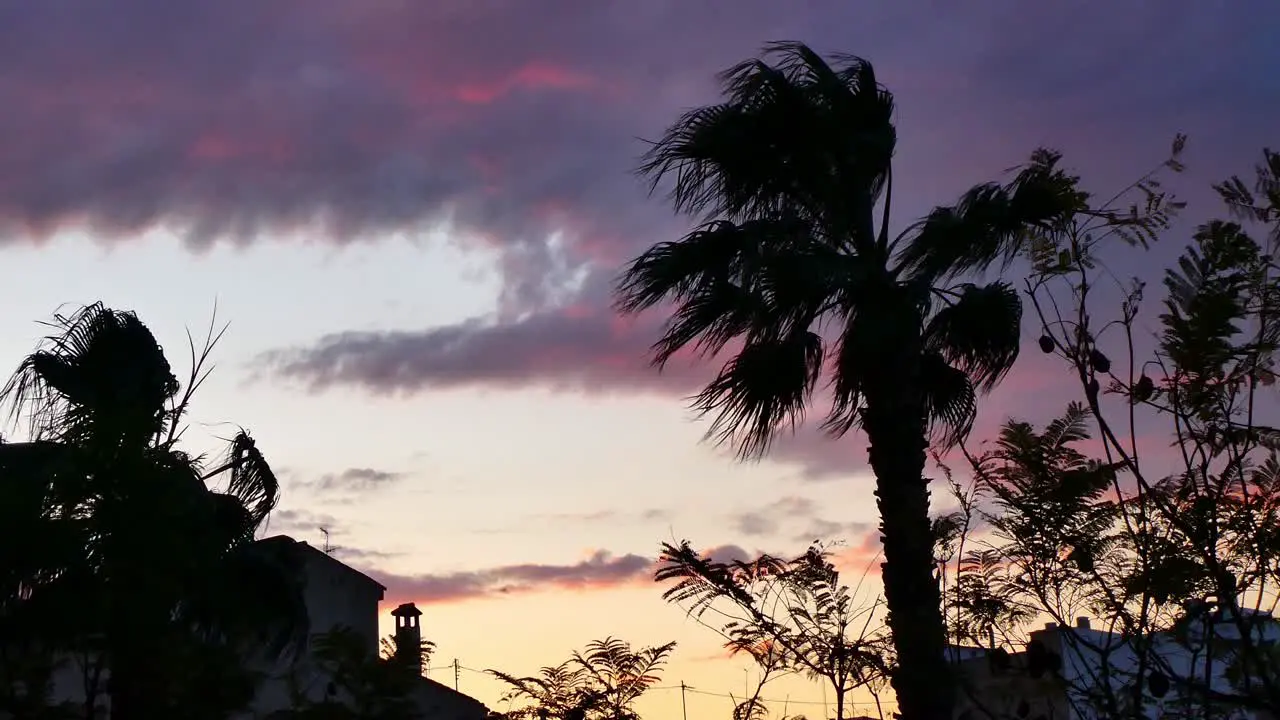 Silhouette of palm trees and trees waving in the wind with a sky that announces storm