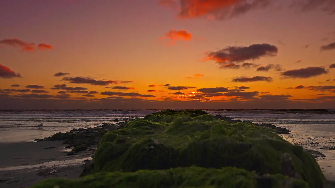 Red sunset background with the view over a groyne and a sitting seagull on the left side in the background