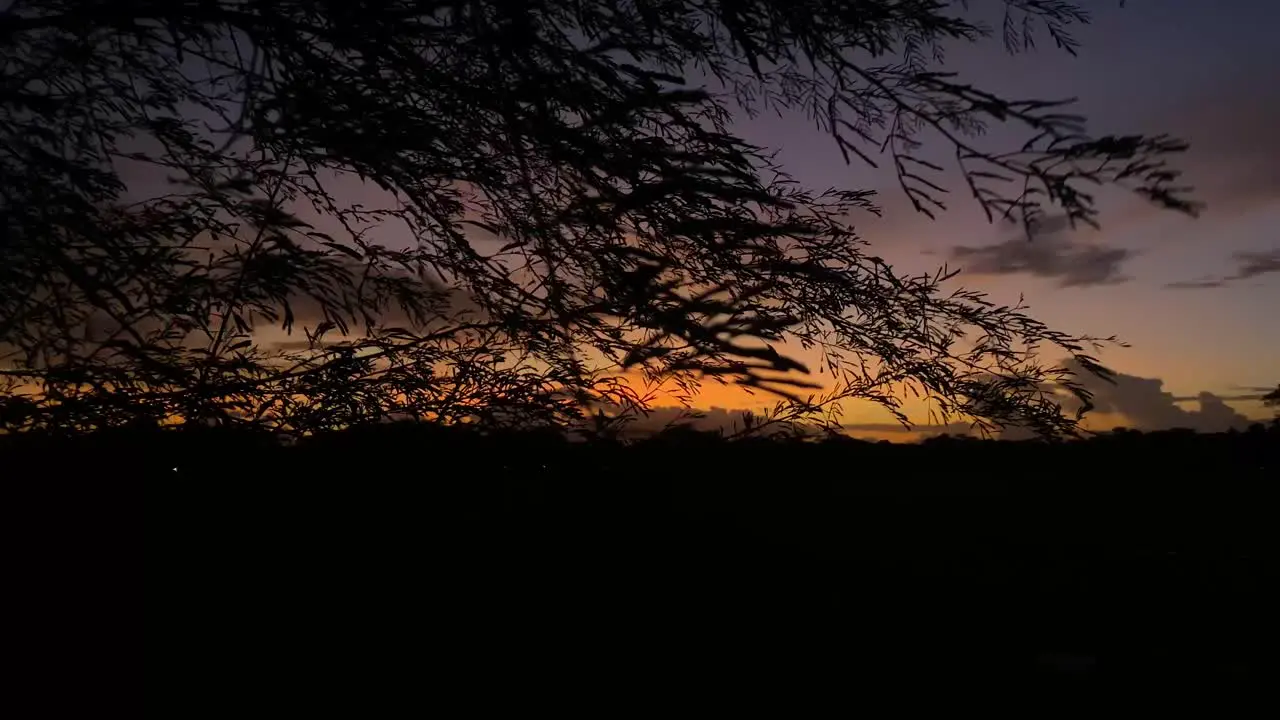 Windy stormy night approaching tree branches moving against orange dramatic sky