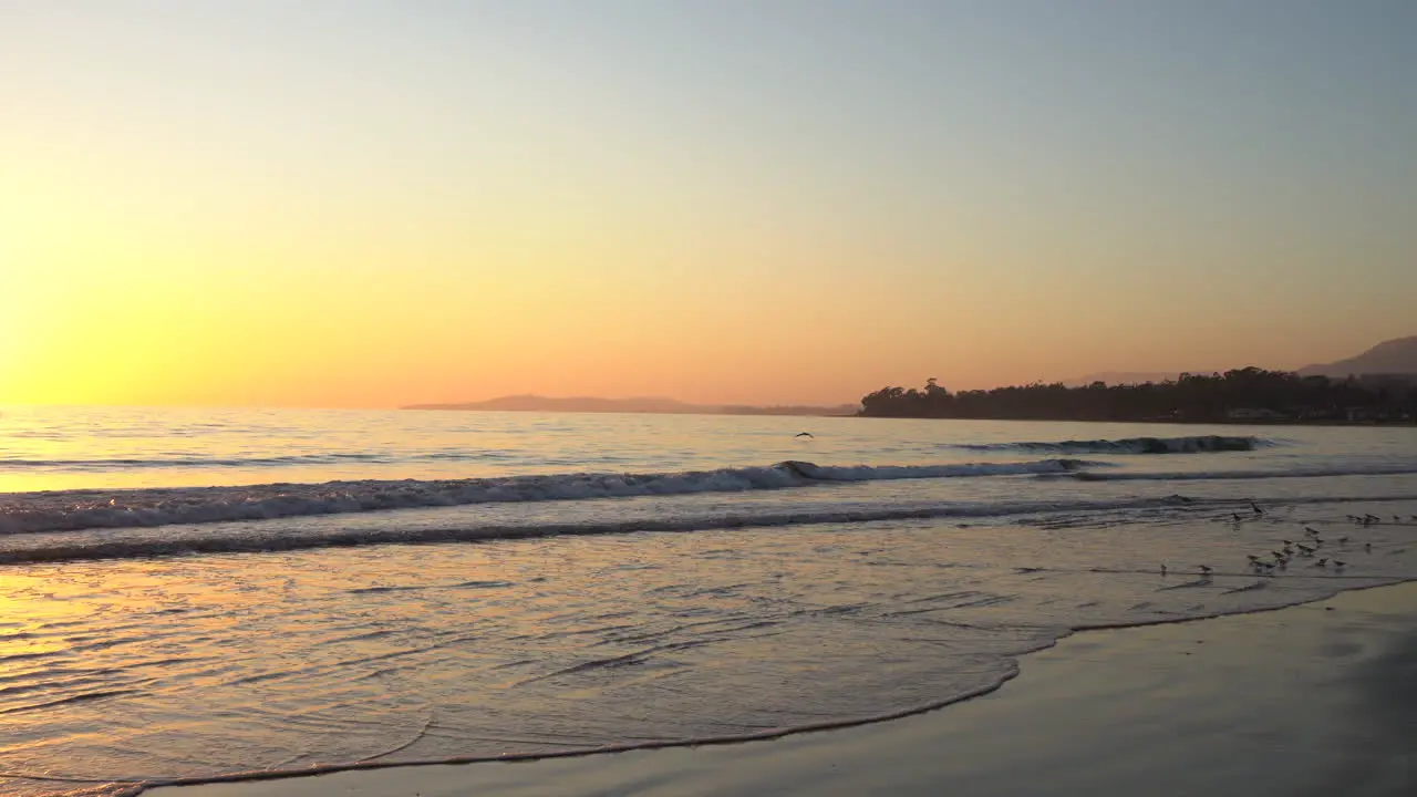 Birds hopping on seashore at sunset in California