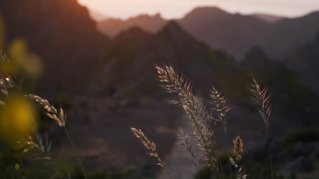 Plants sway in breeze and shine in golden light during sunset in mountains