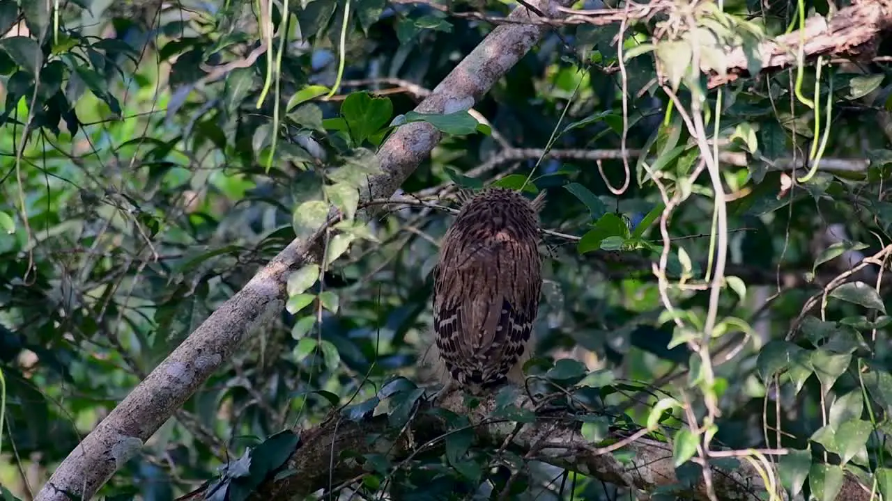 The Buffy Fish Owl is a big owl and yet the smallest among the four Fish Owls