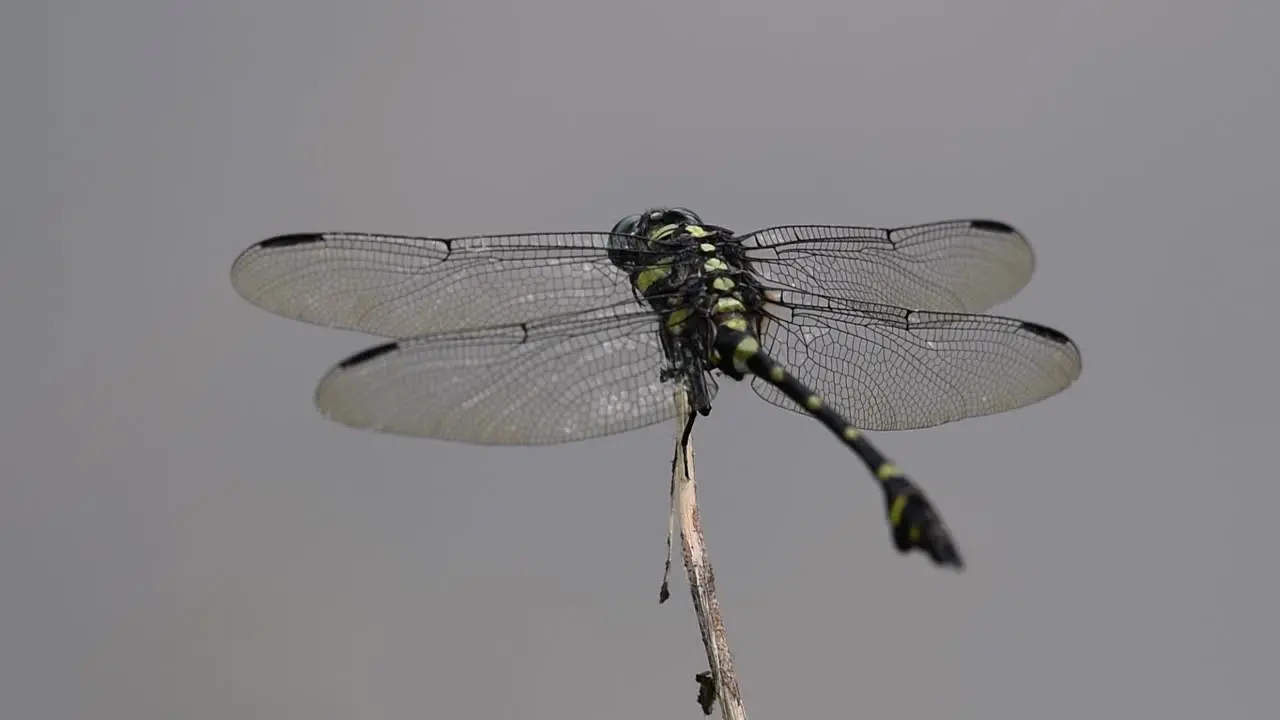 The Common Flangetail dragonfly is commonly seen in Thailand and Asia