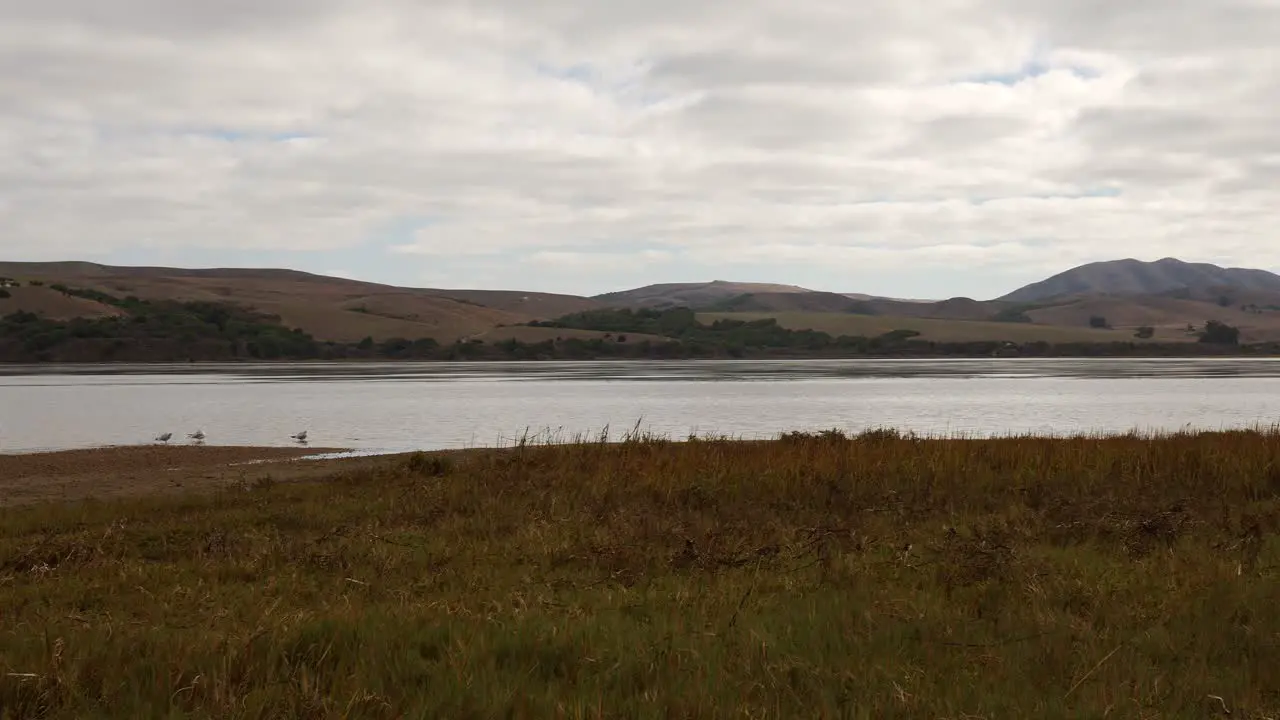 Panning shot of Tomales Bay on a cloudy day with a marsh in the foreground seagulls bathing and brown hills in back